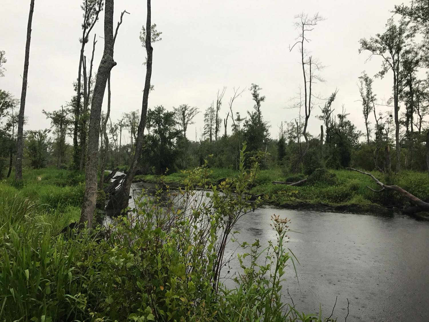 Hayes Pond, Shoe Heel Creek
